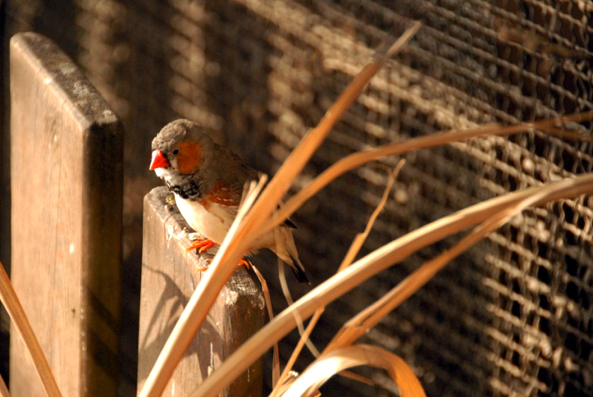 Zebra Finch