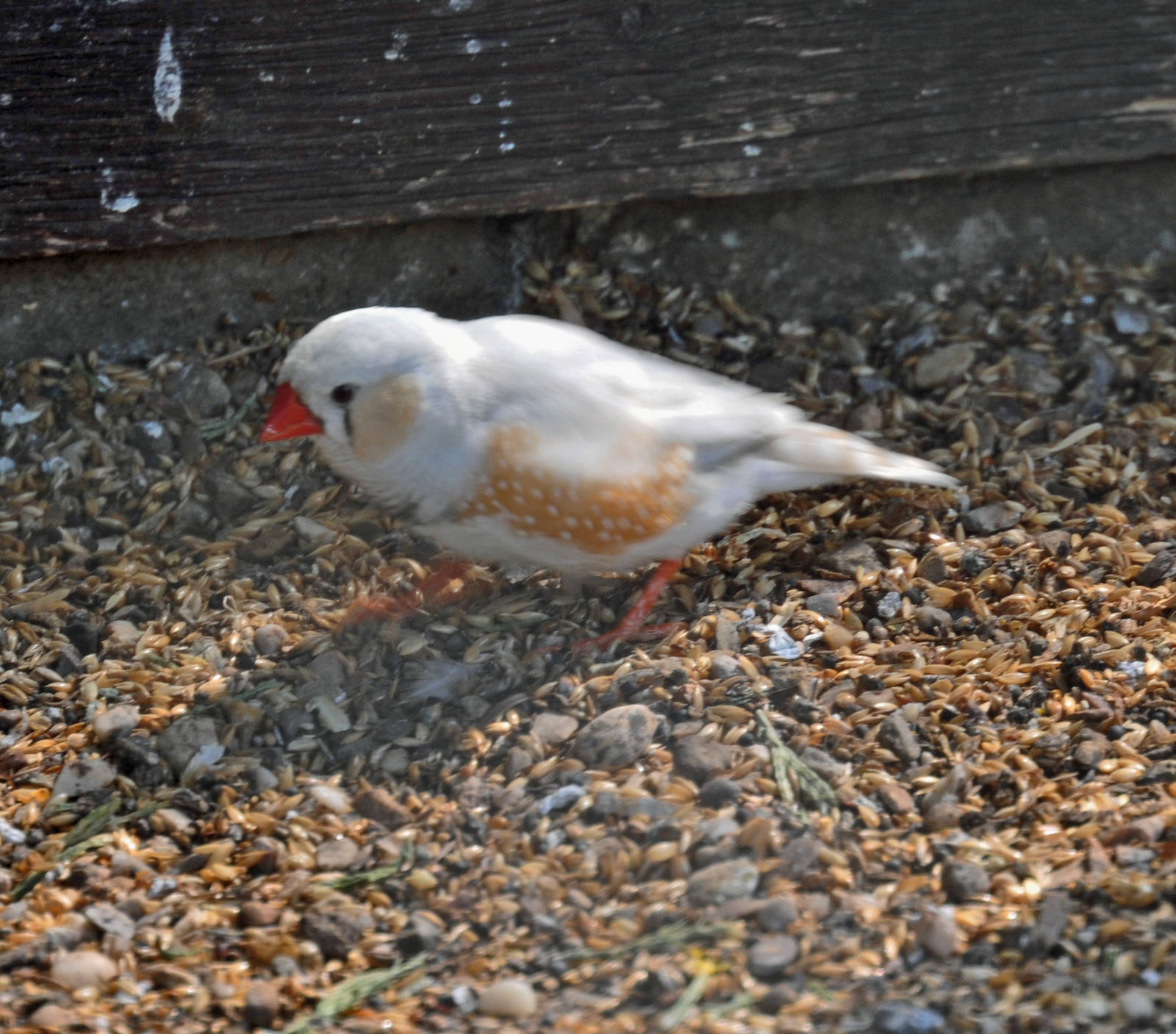 Zebra Finch.