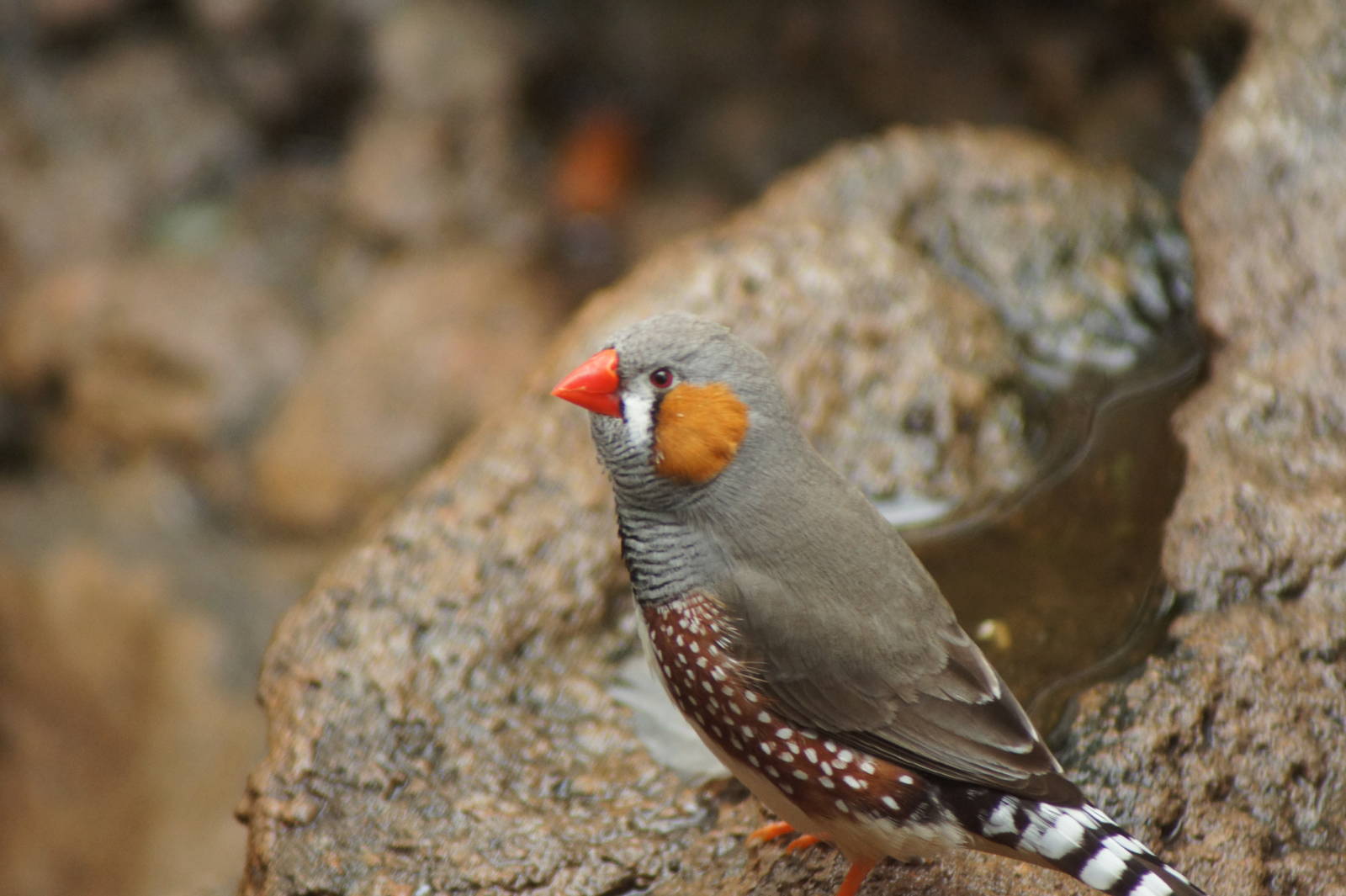 Zebra Finch