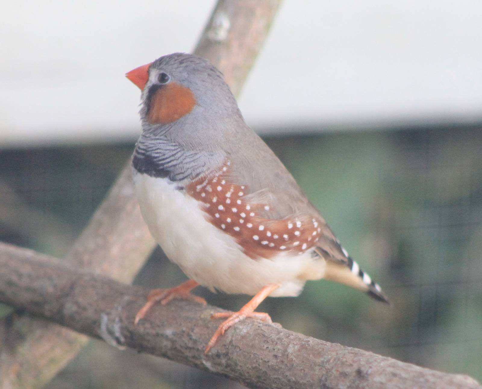 zebra finch