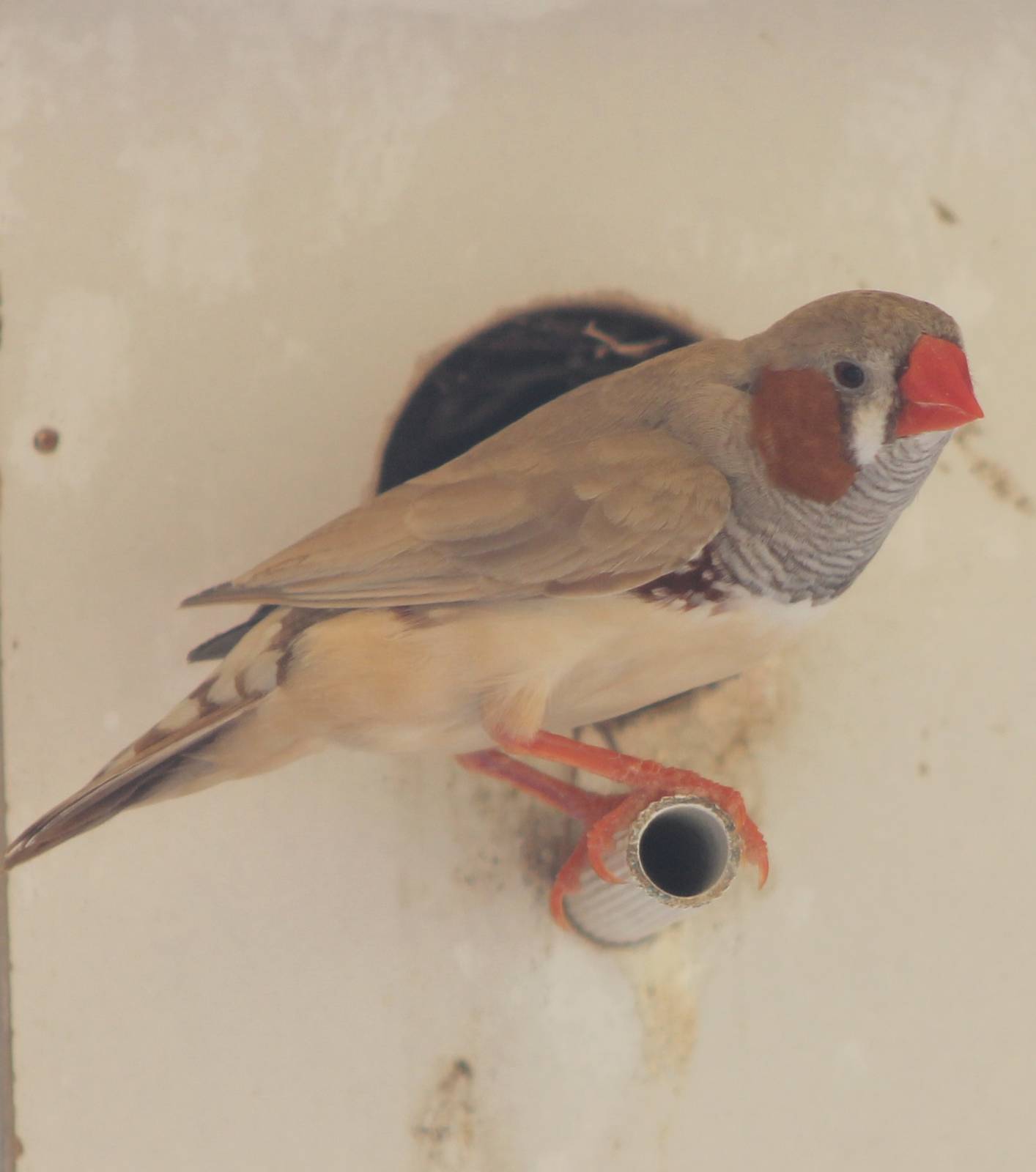 Zebra finch