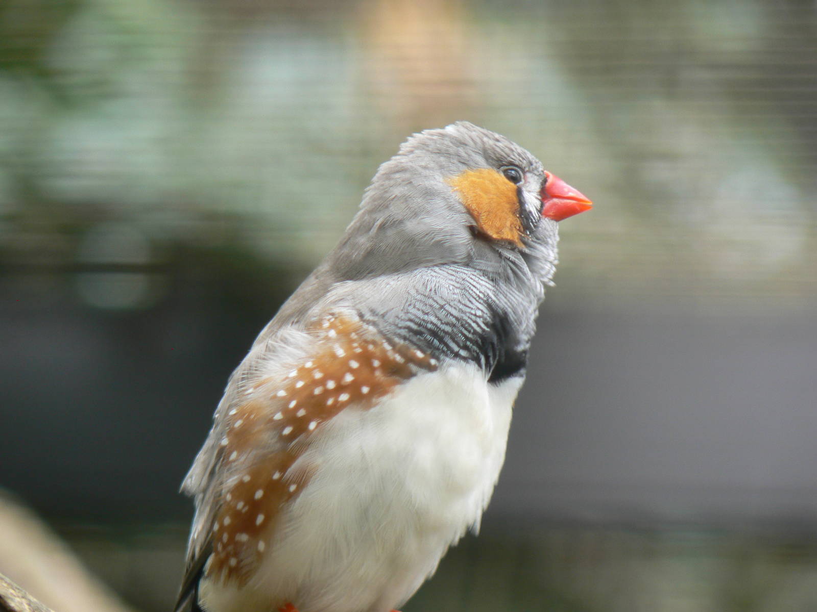 Zebra Finch