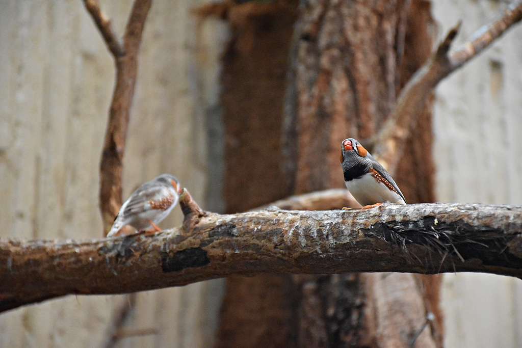 Zebra finch