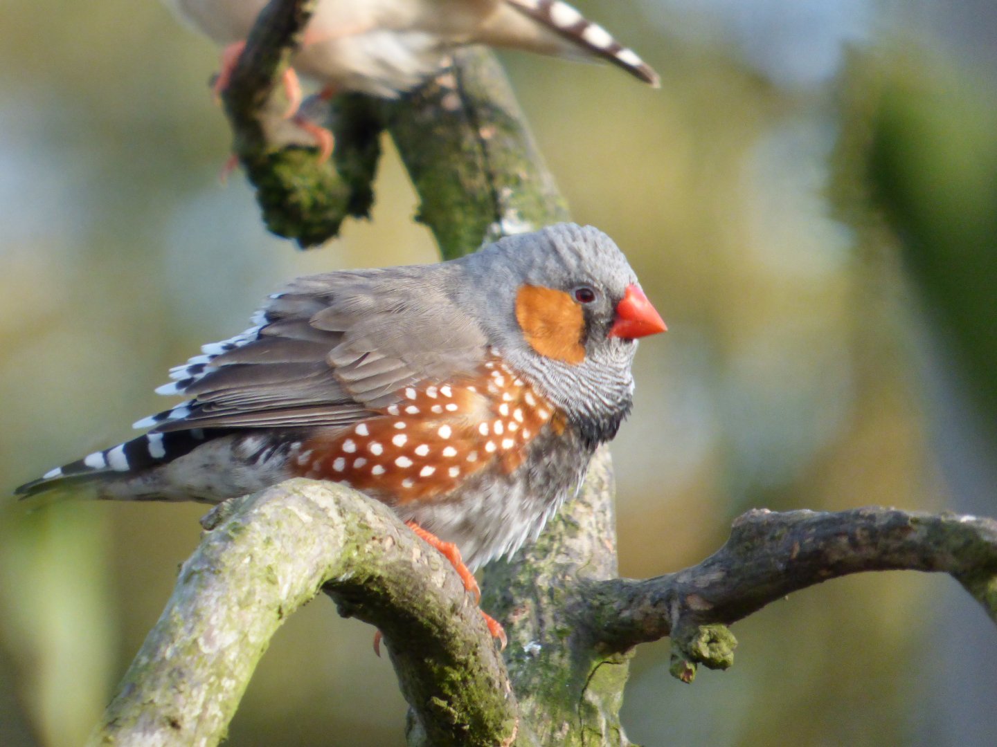 Zebra Finch