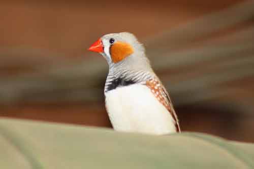Zebra Finch
