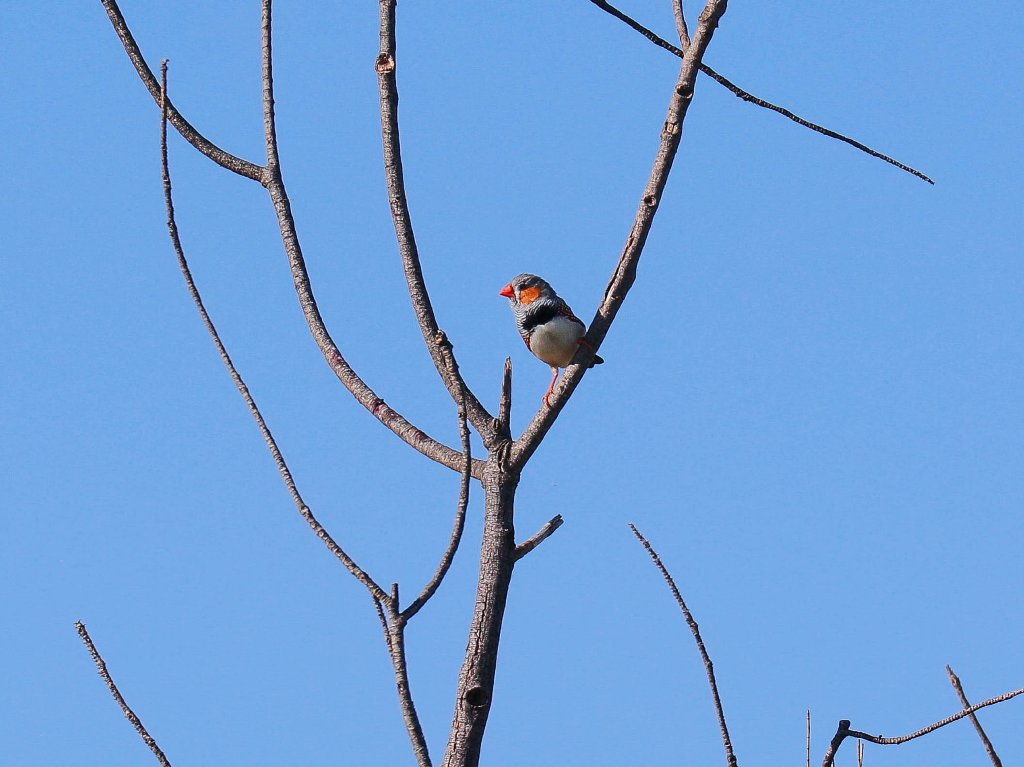 Zebra Finch