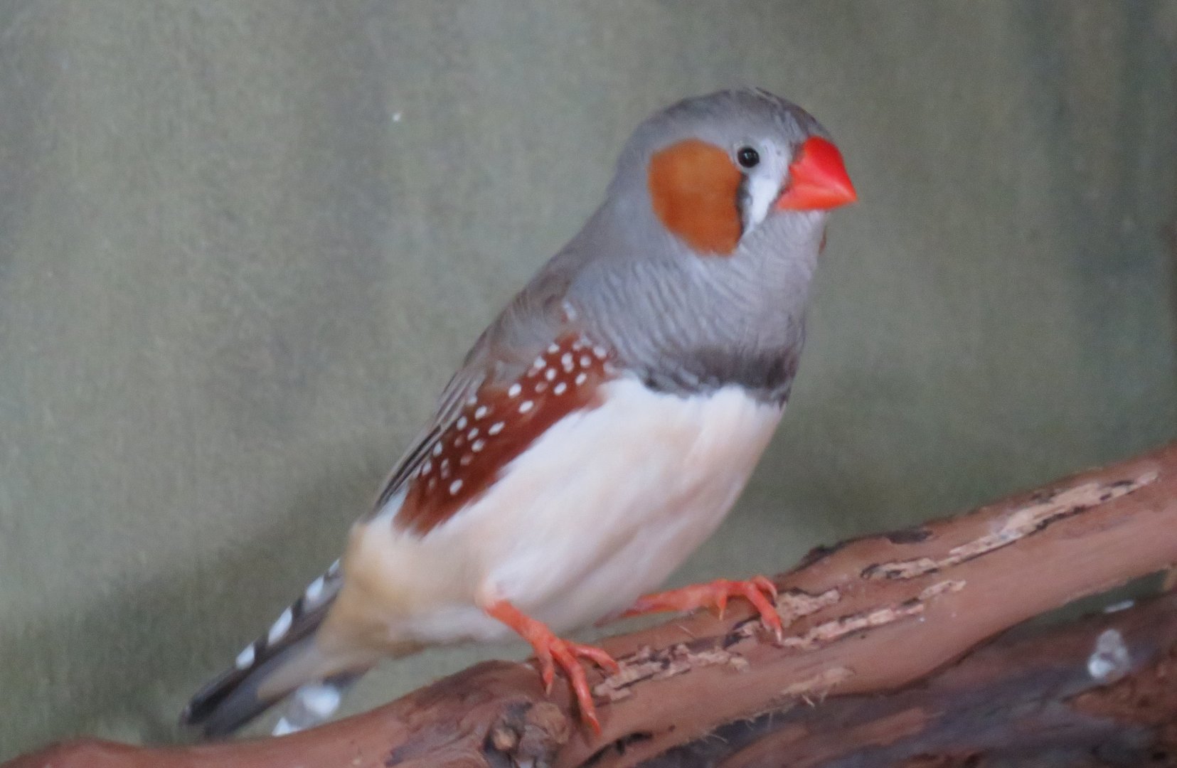 Zebra finch