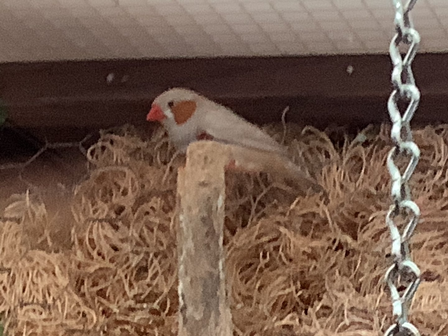 Zebra Finch