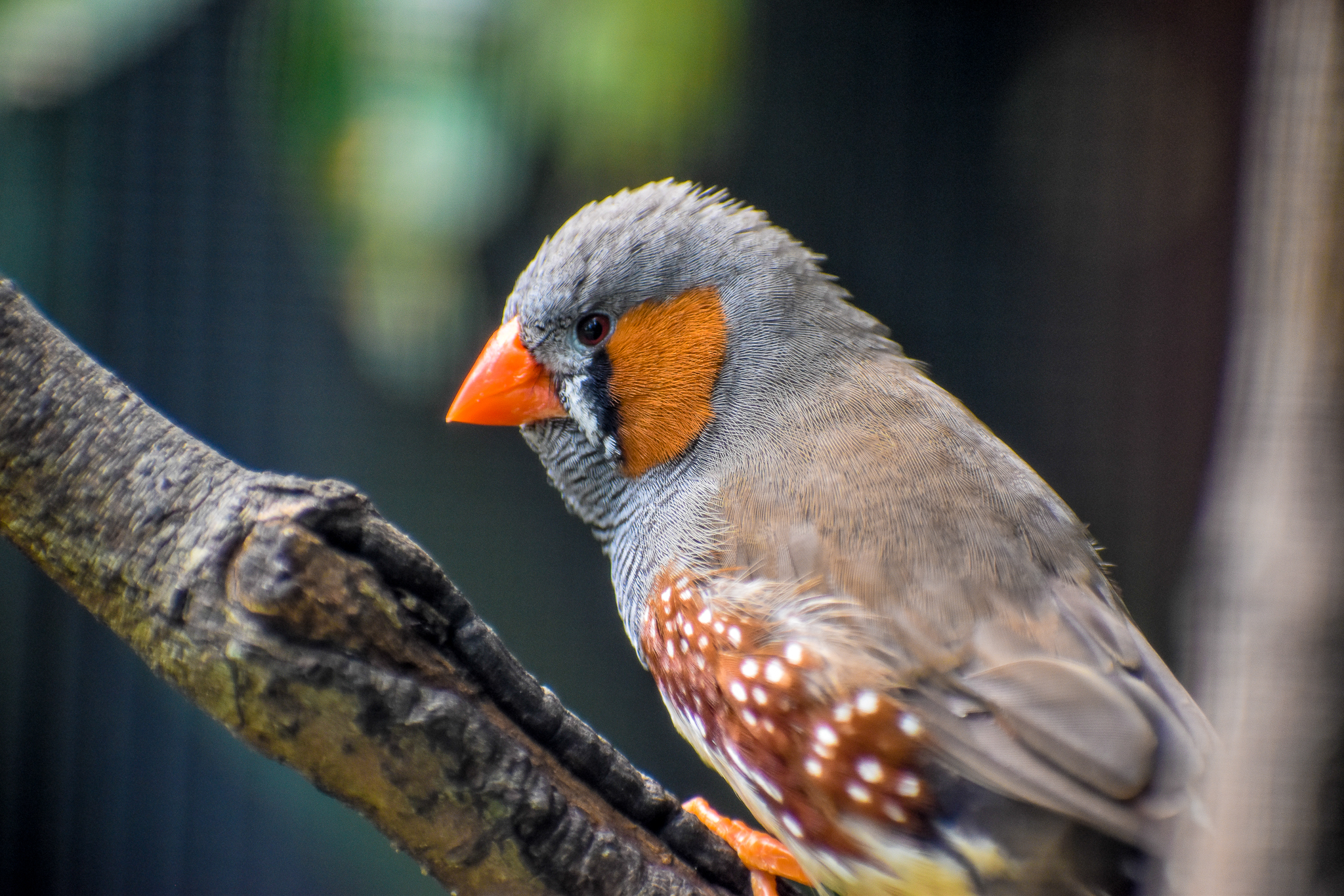 Zebra Finch