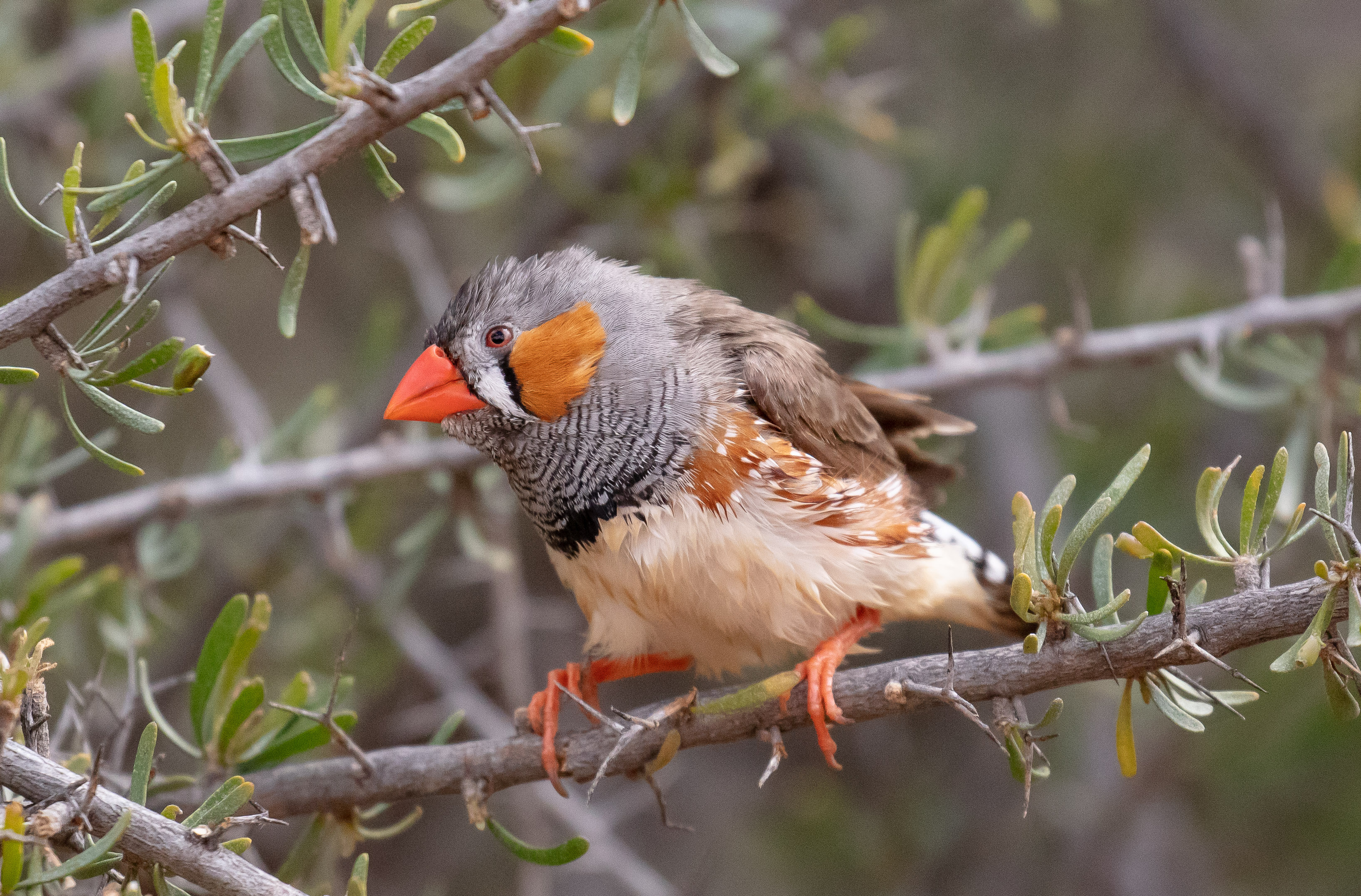 Zebra Finch