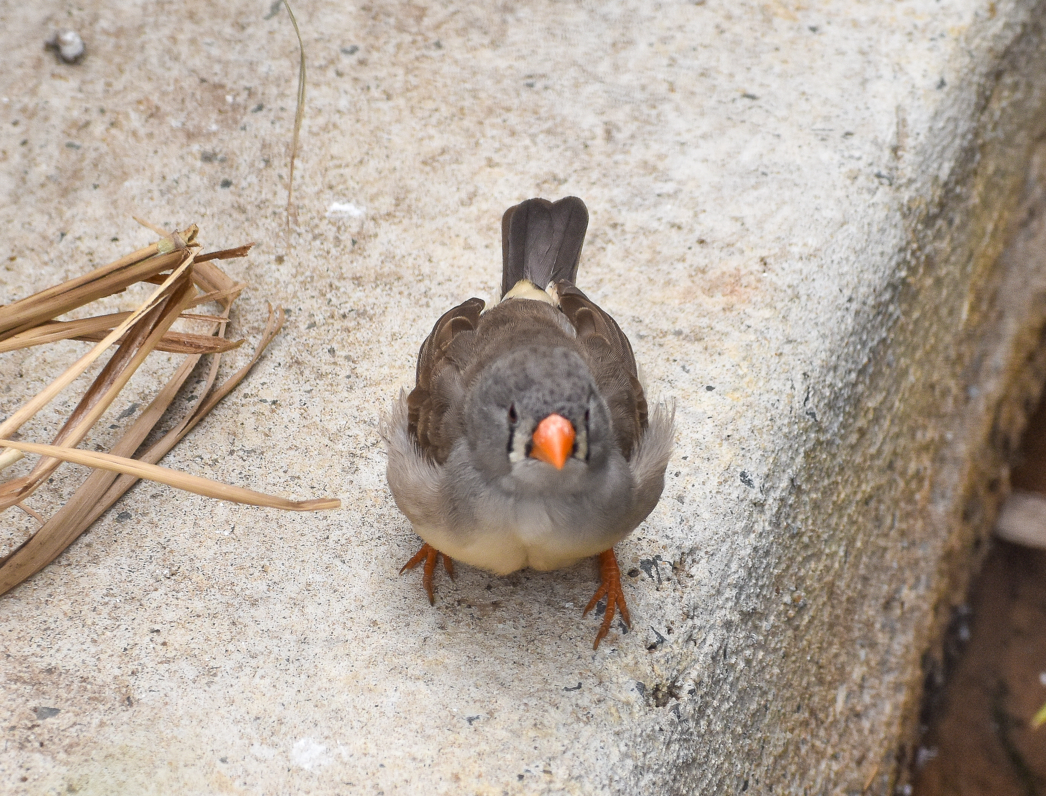 Zebra Finch