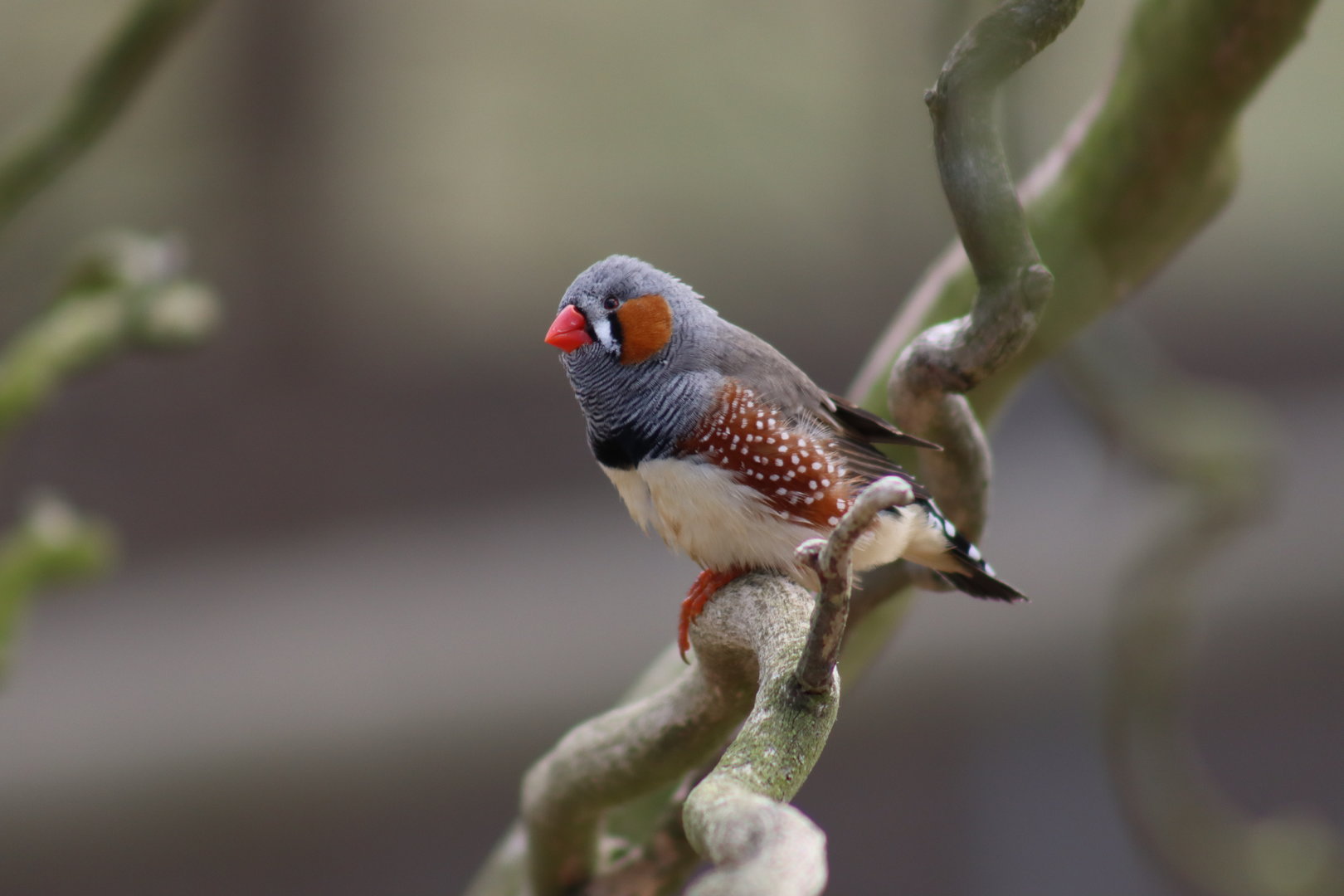 Zebra Finch