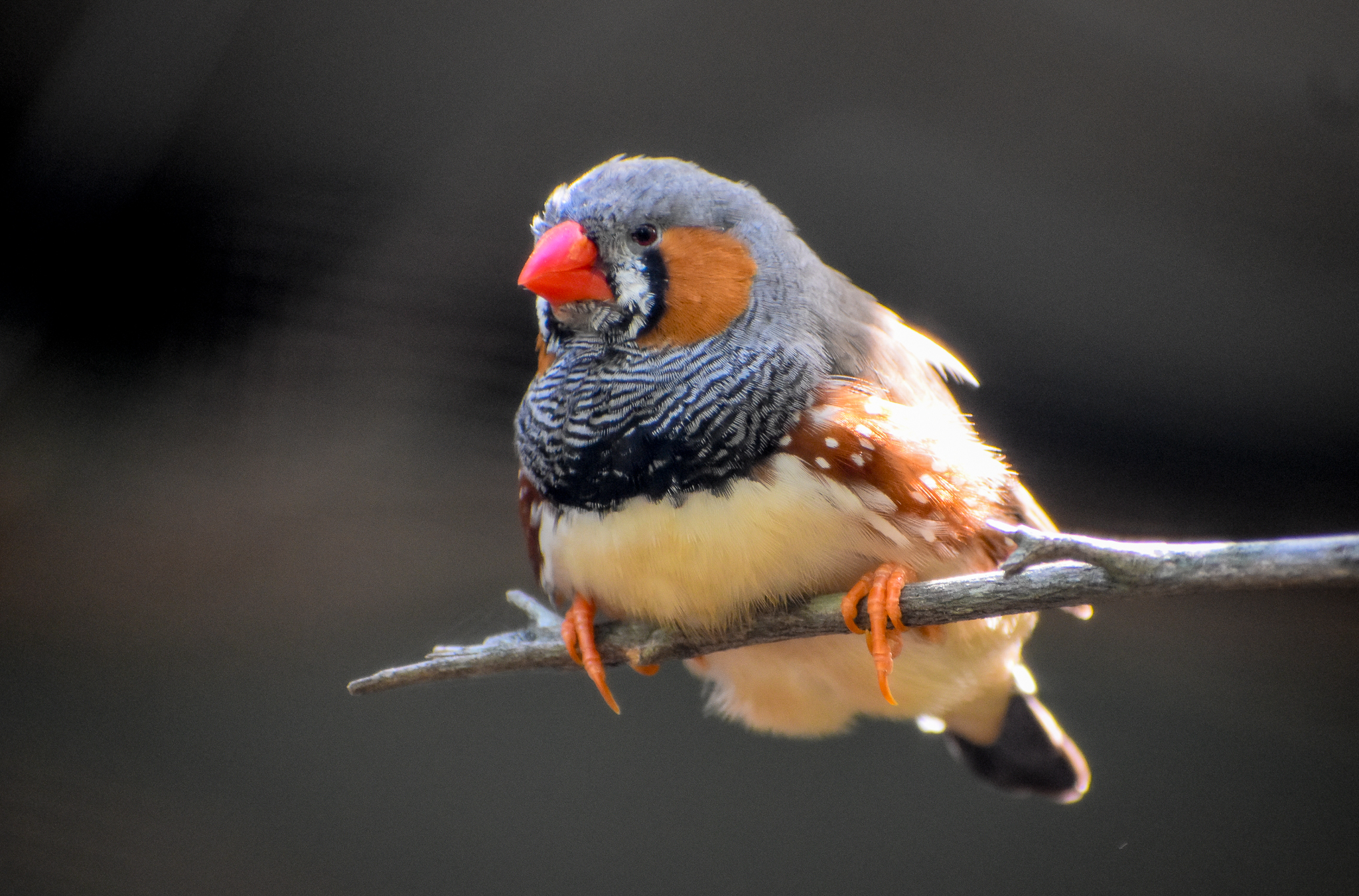 Zebra Finch