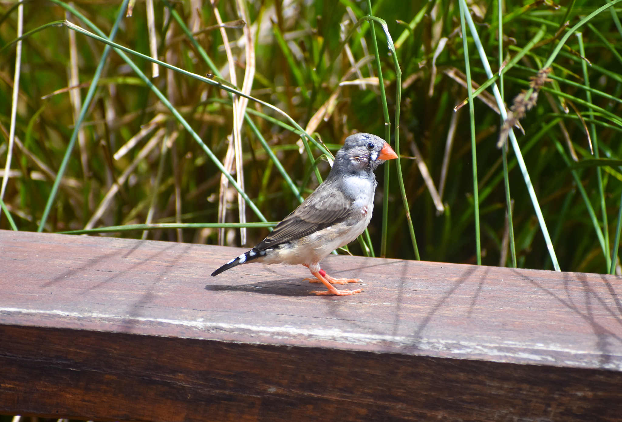 Zebra Finch