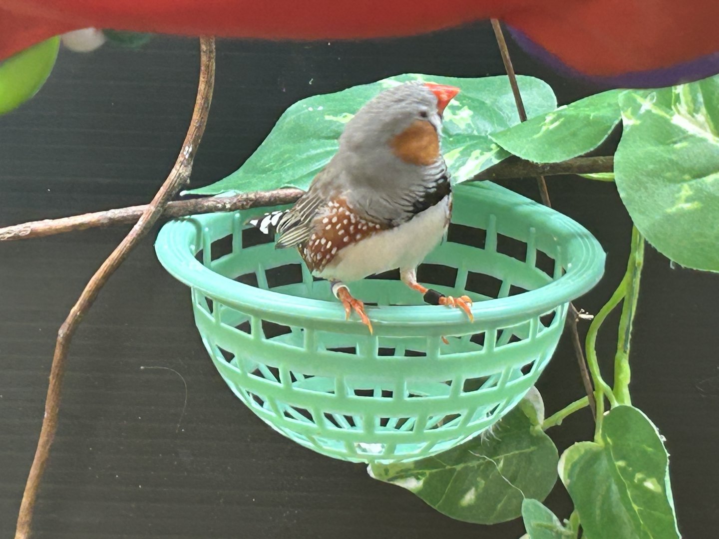 Zebra Finch