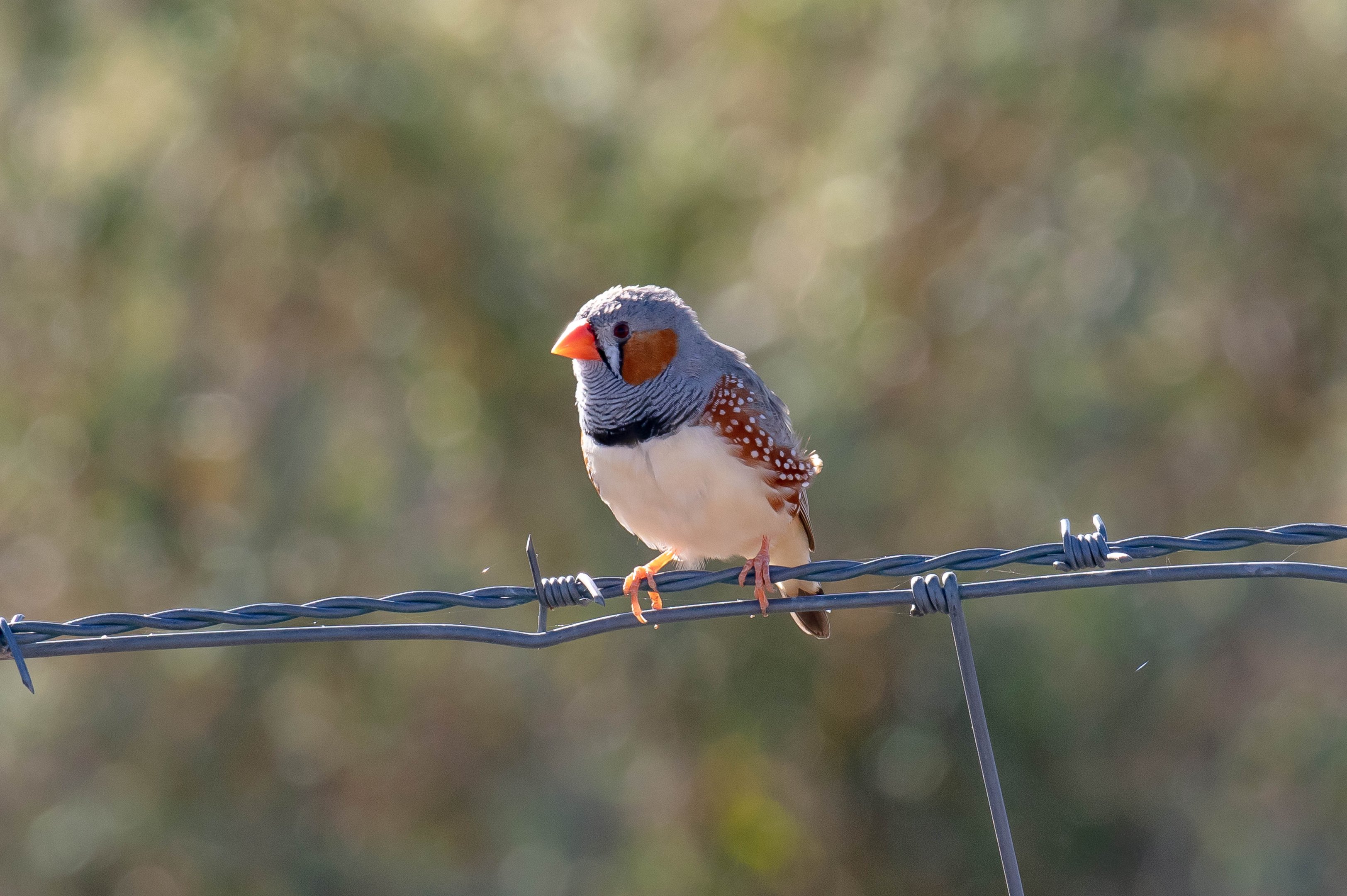 Zebra Finch