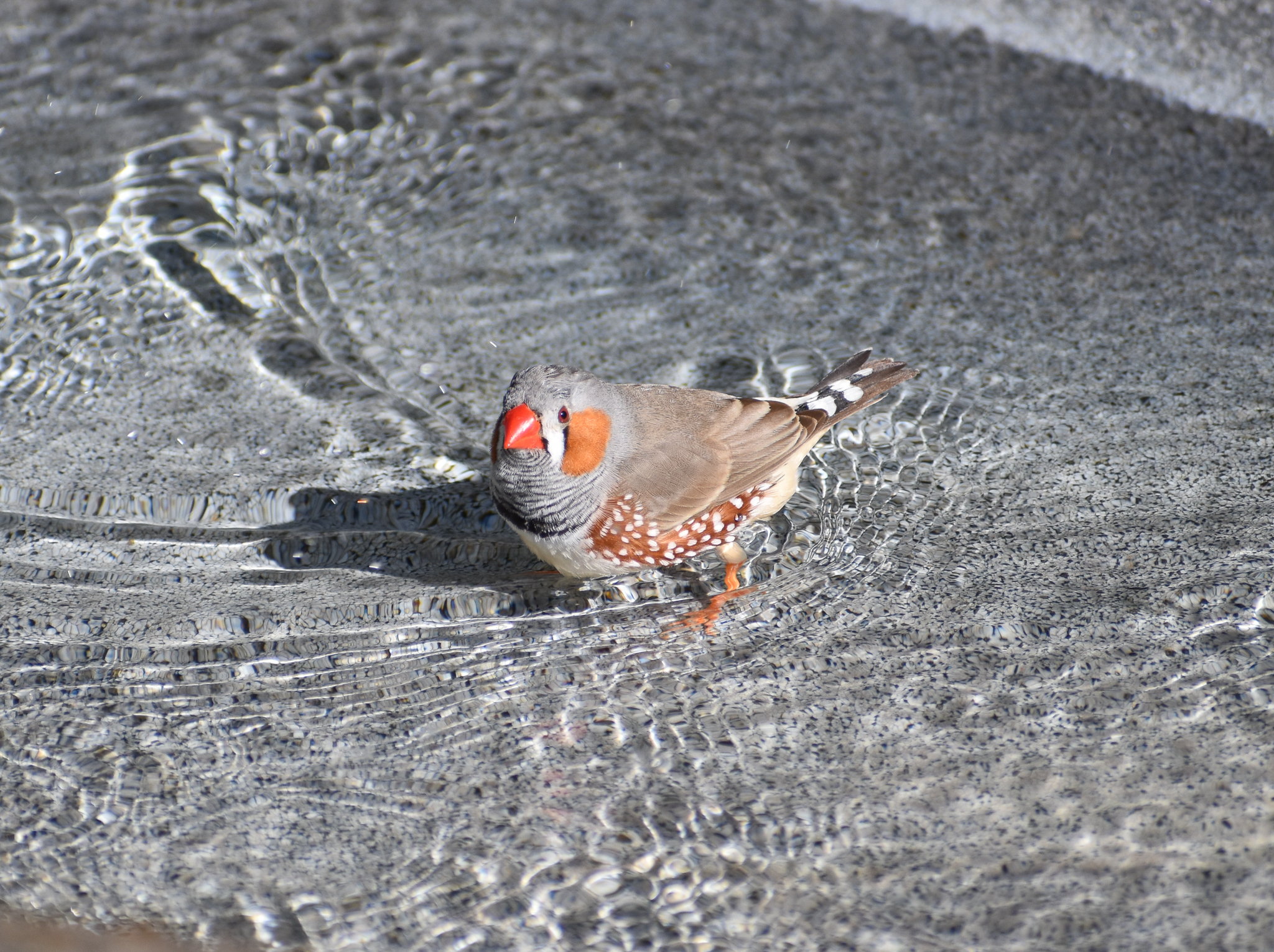 Zebra Finch