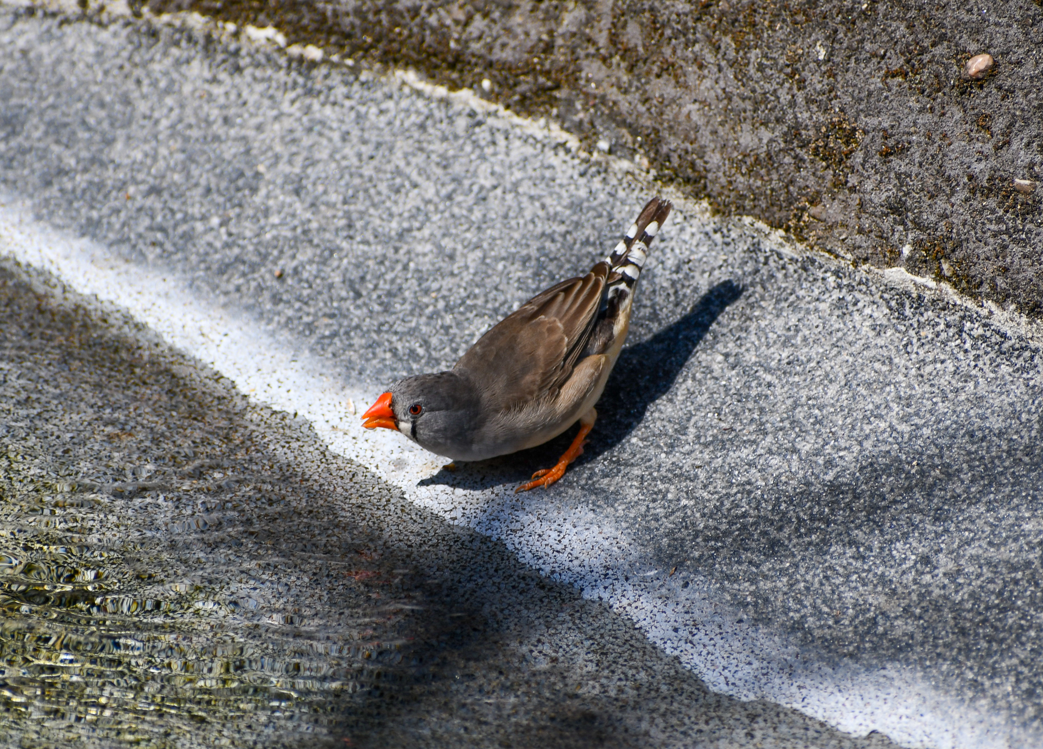 Zebra Finch