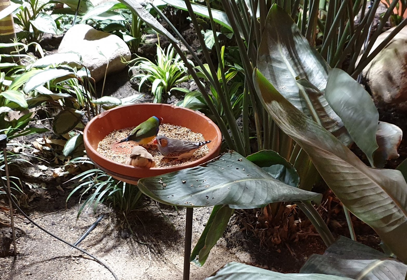 Zebra finches and Gouldian finch at the feeding-bowl