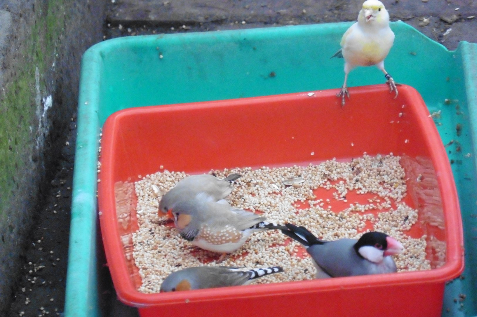 Zebra Finches & Java Sparrows