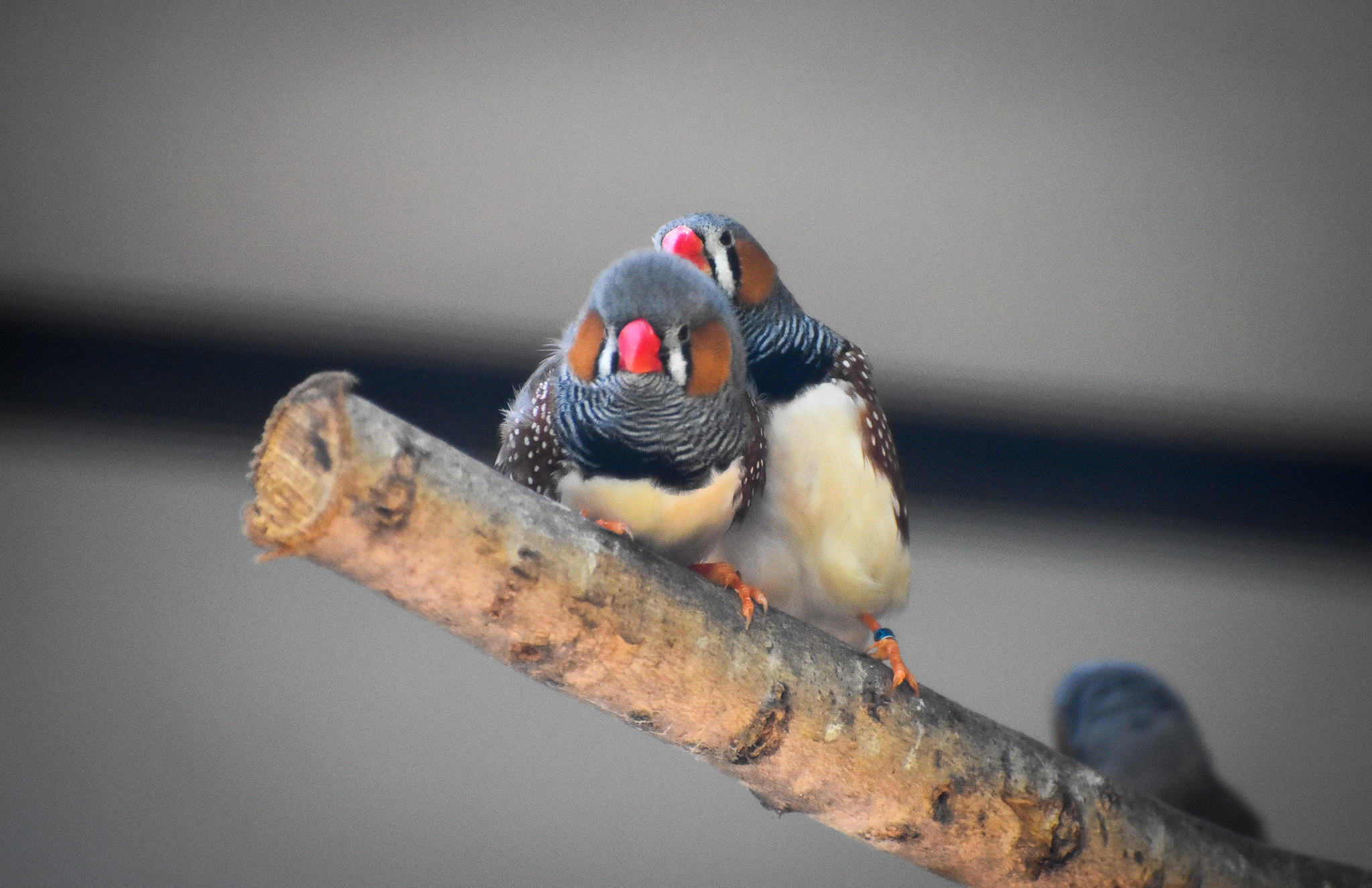 Zebra Finches (Taeniopygia guttata)