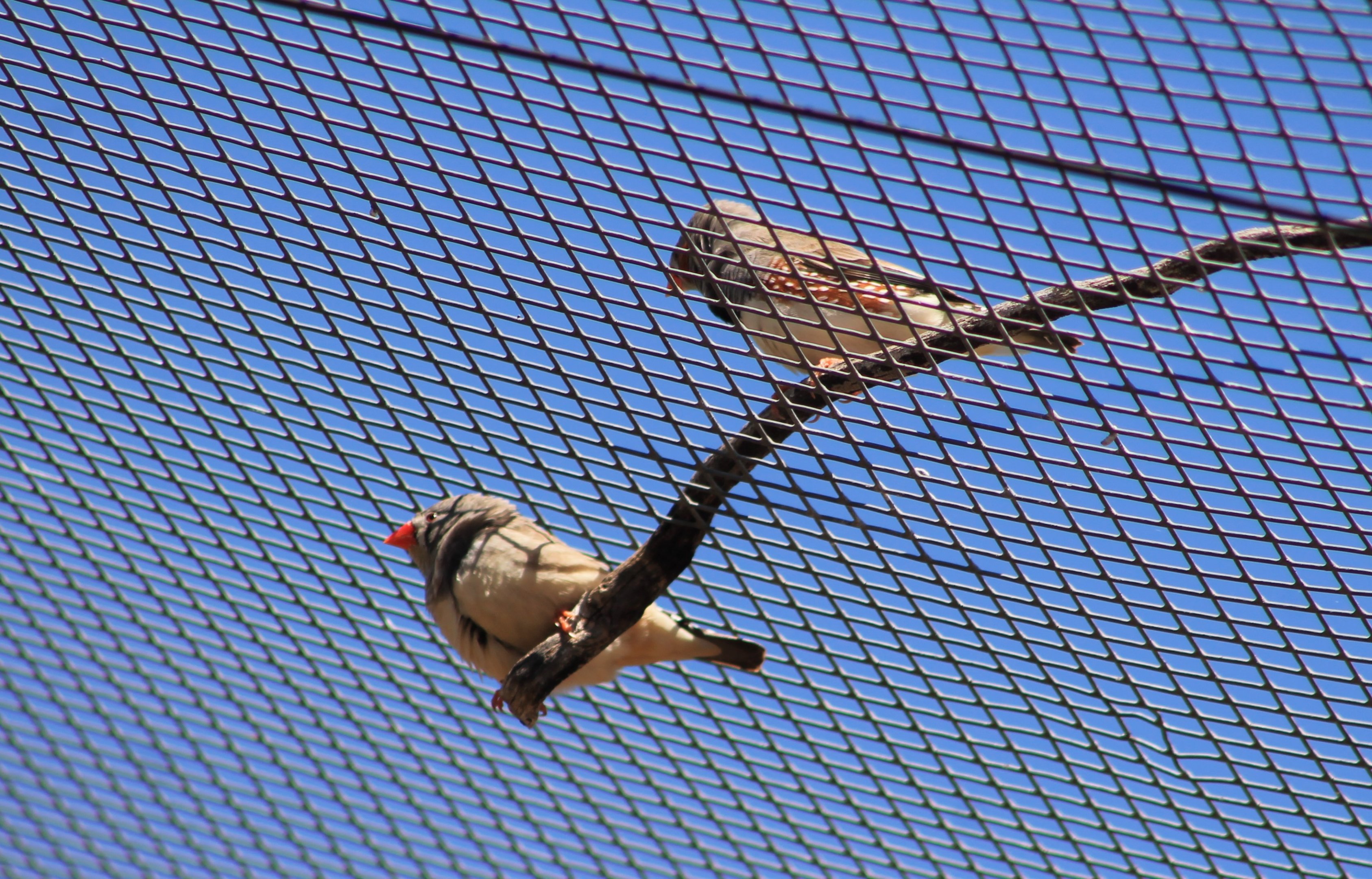 Zebra Finches (Taeniopygia guttata)