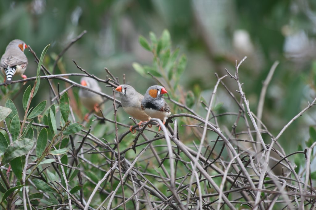 Zebra Finches