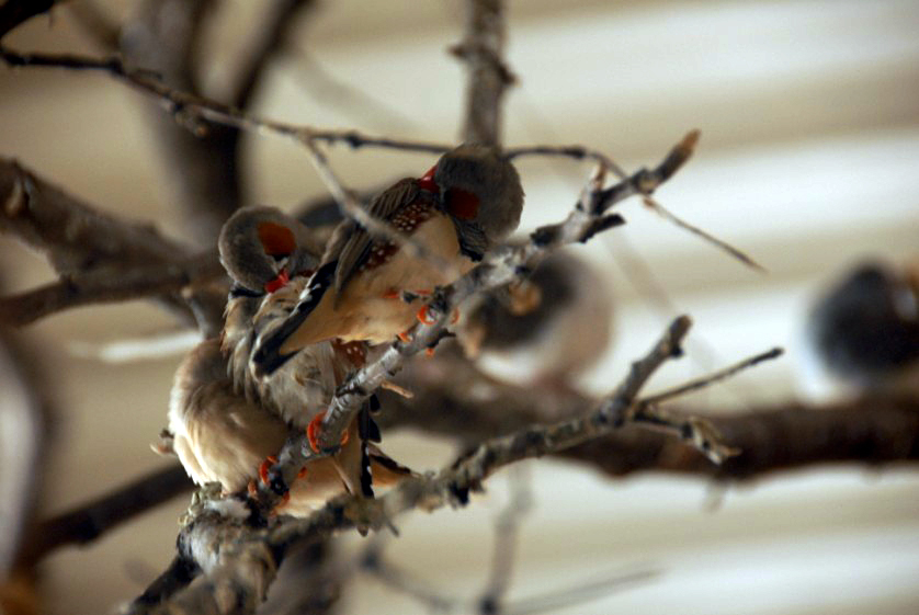 Zebra Finches