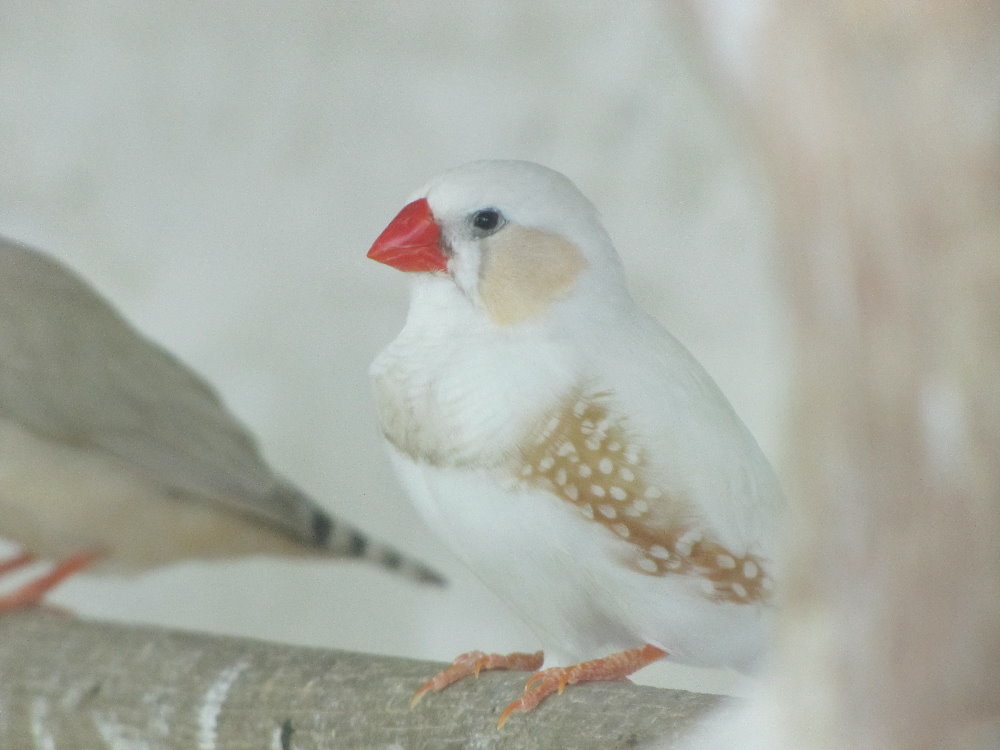 zebra Finches