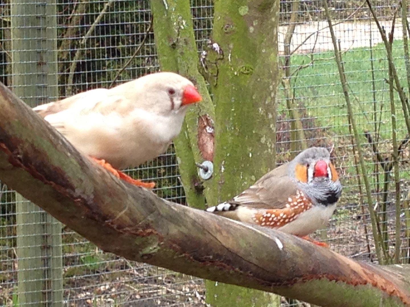 Zebra Finches