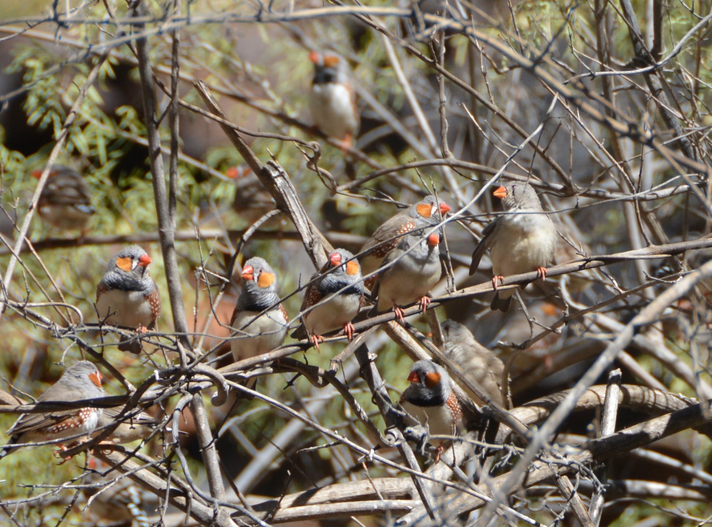 Zebra finches