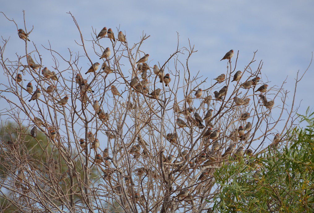 Zebra finches