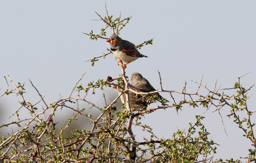 Zebra Finches
