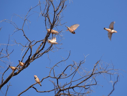 Zebra finches.