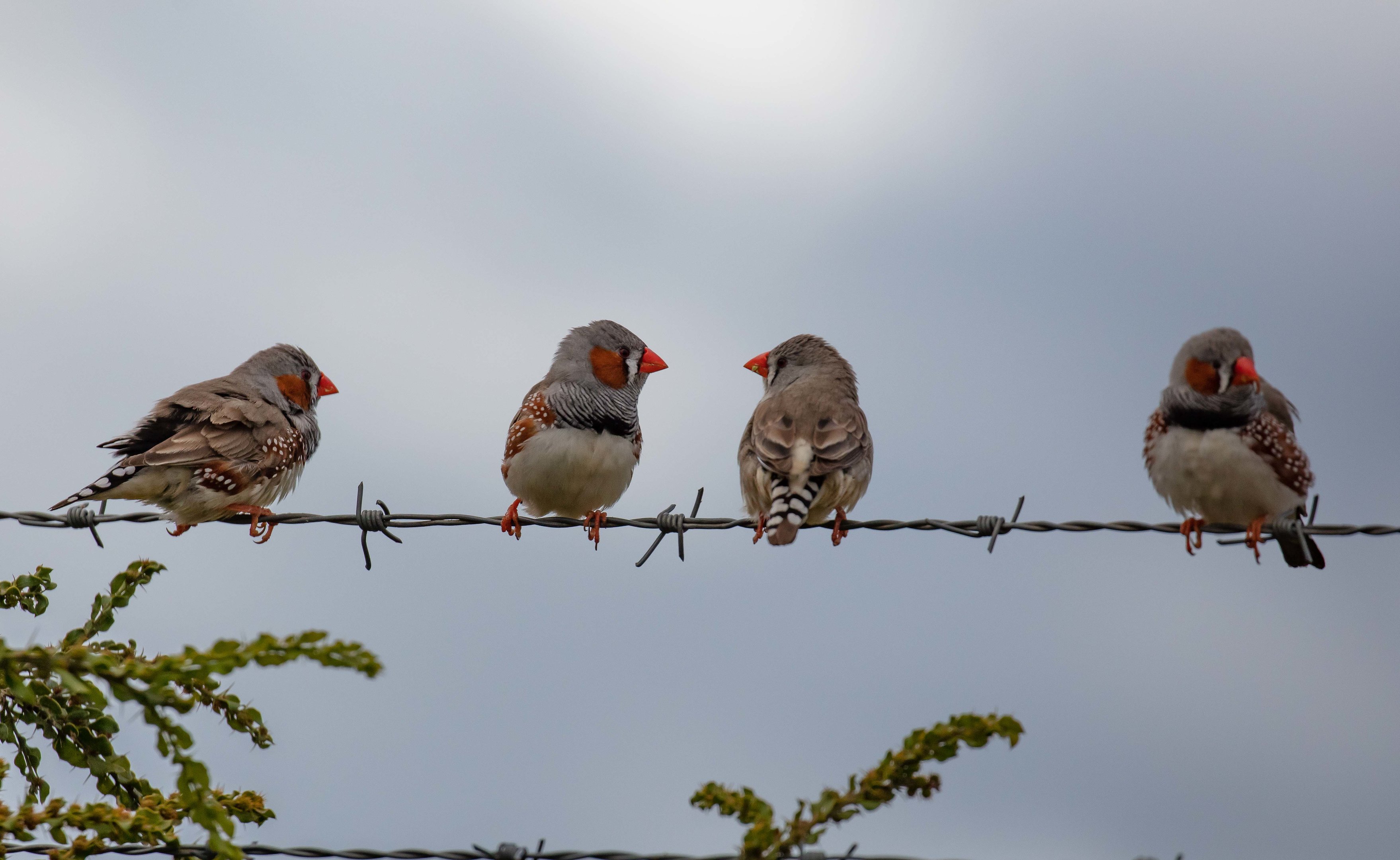 Zebra Finches