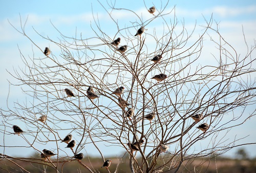 Zebra finches