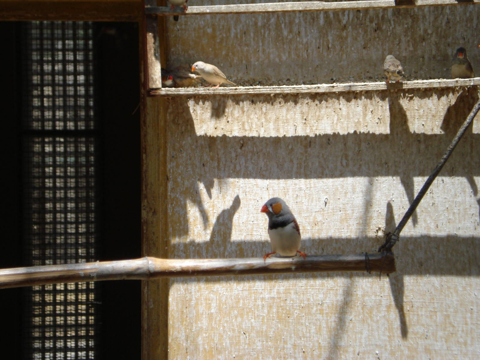 Zebra finches