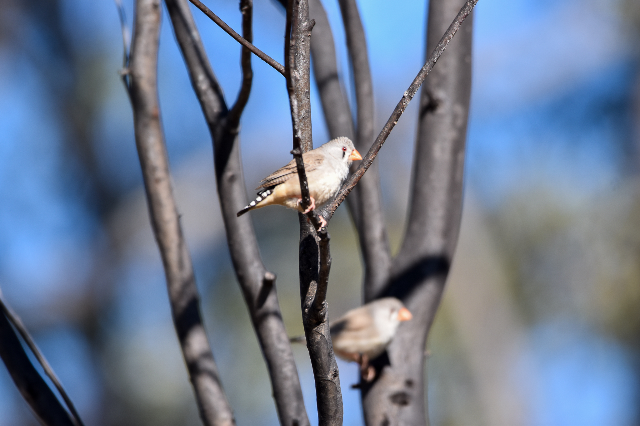 Zebra Finches
