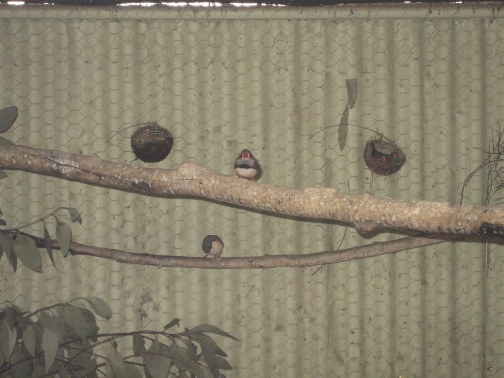 Zebra Finches