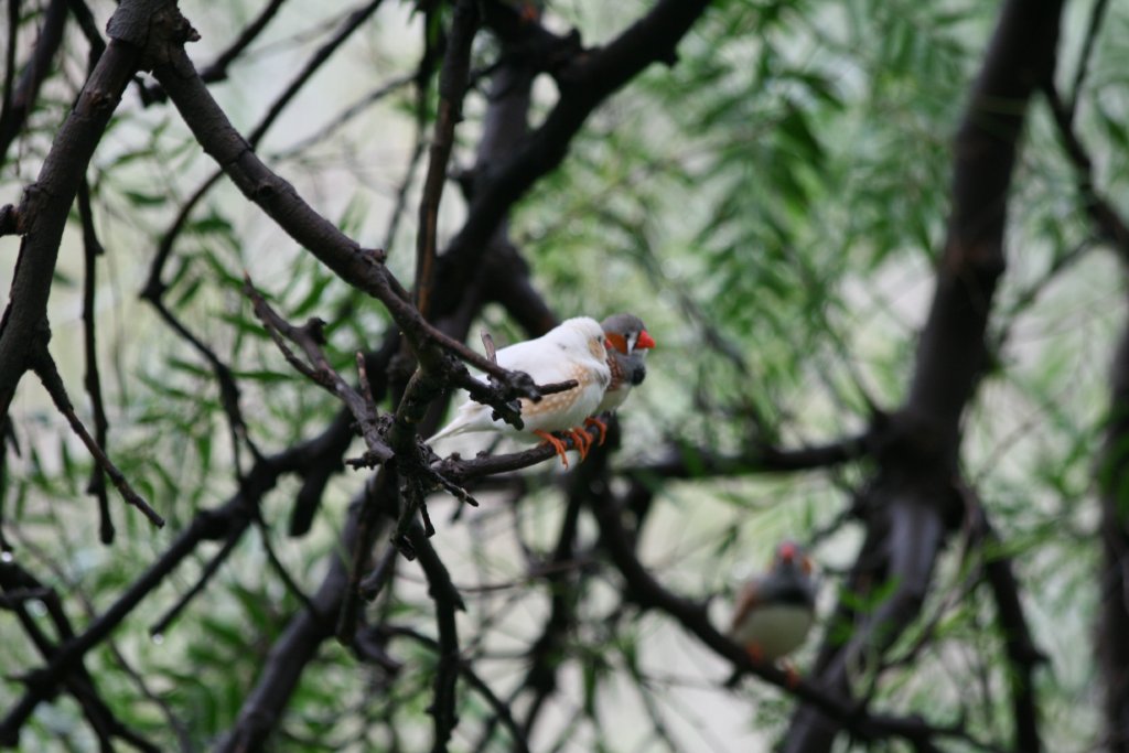 Zebra Finches