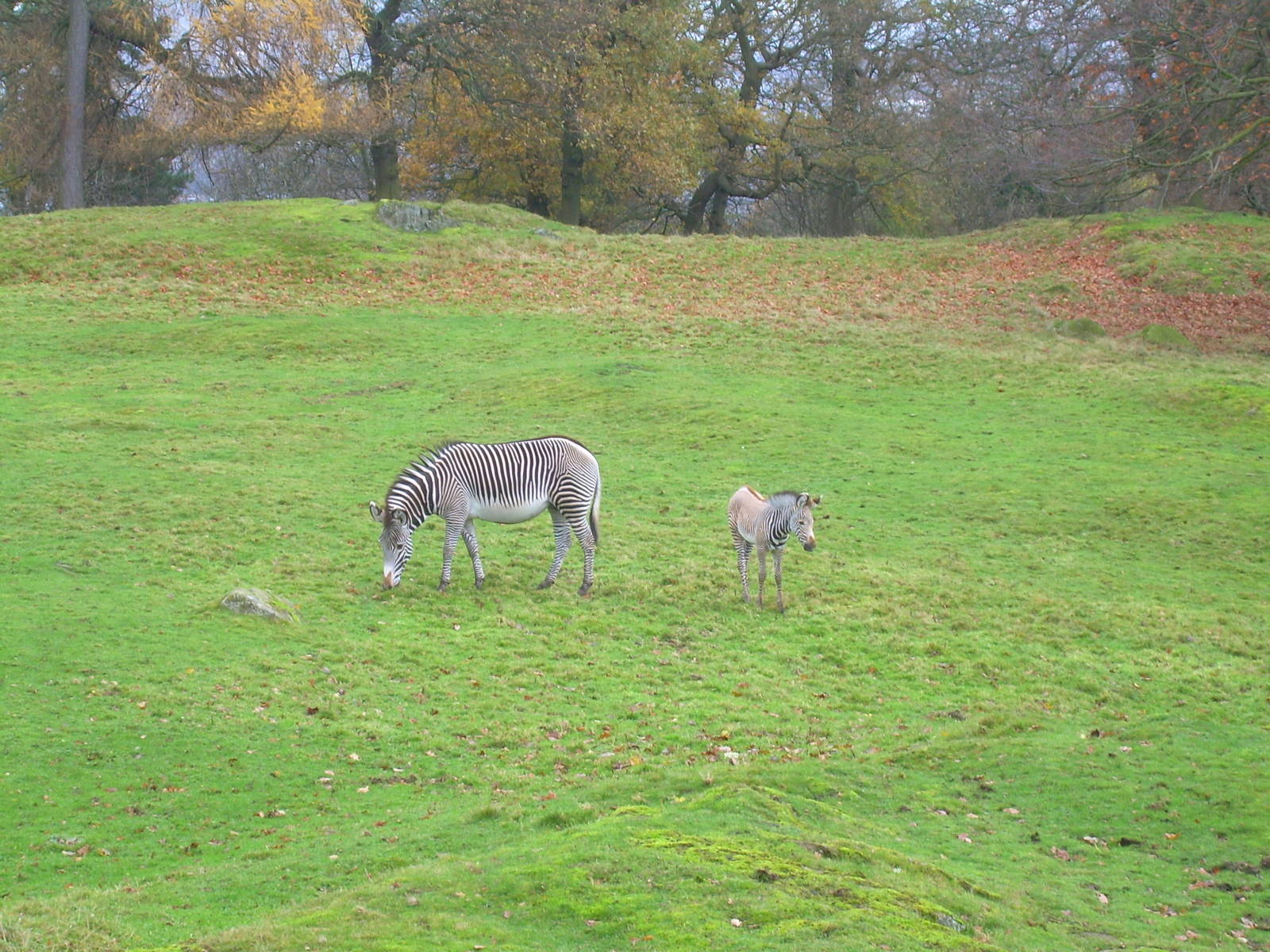 Zebra foal 1