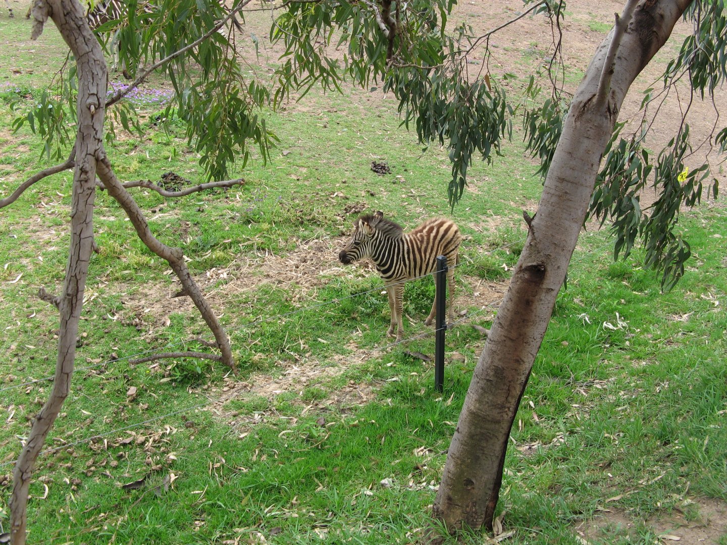 Zebra Foal (2009)