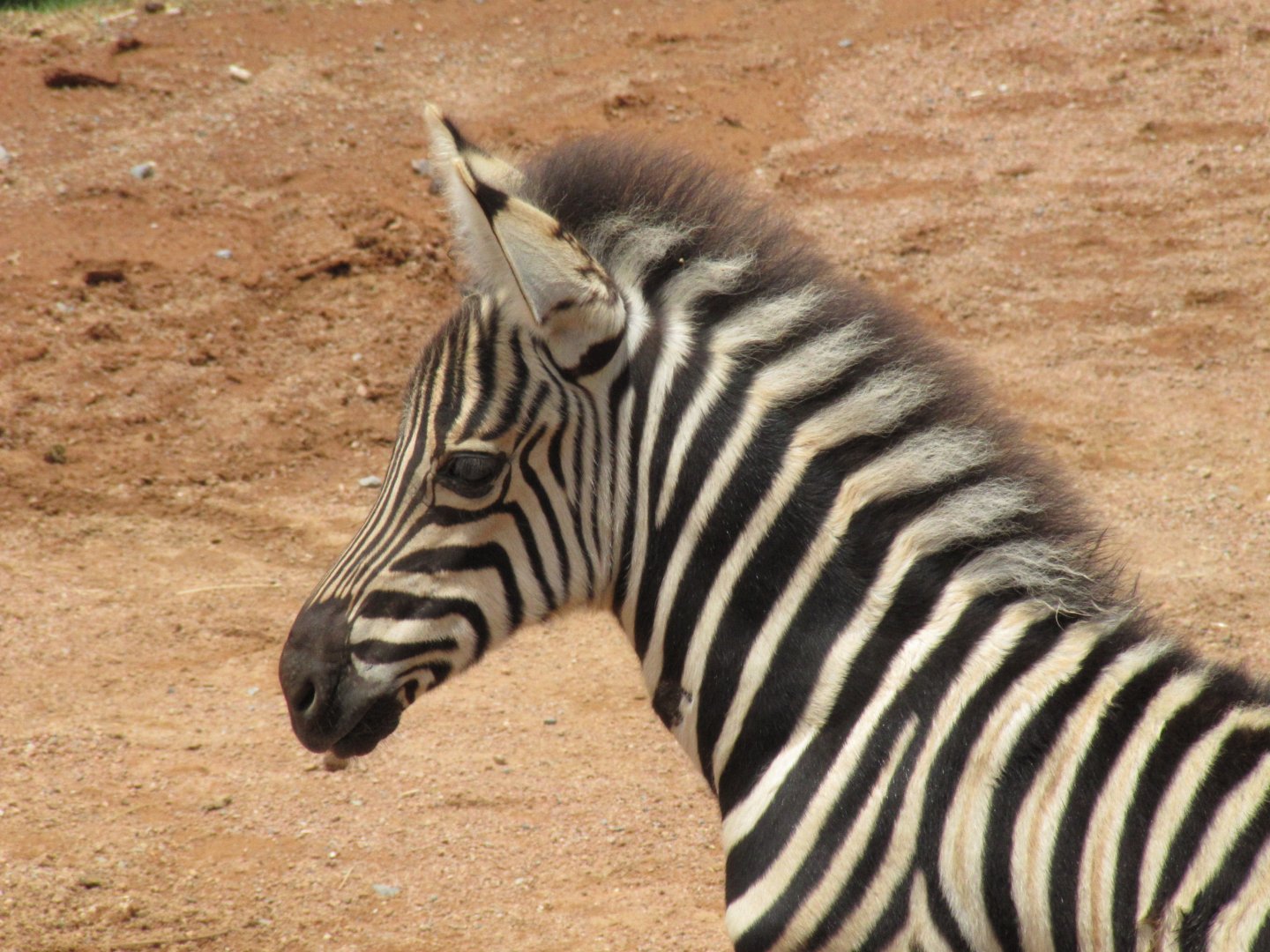 Zebra Foal (2011)