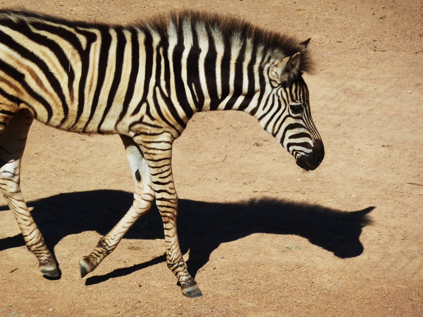 Zebra Foal - January 2011