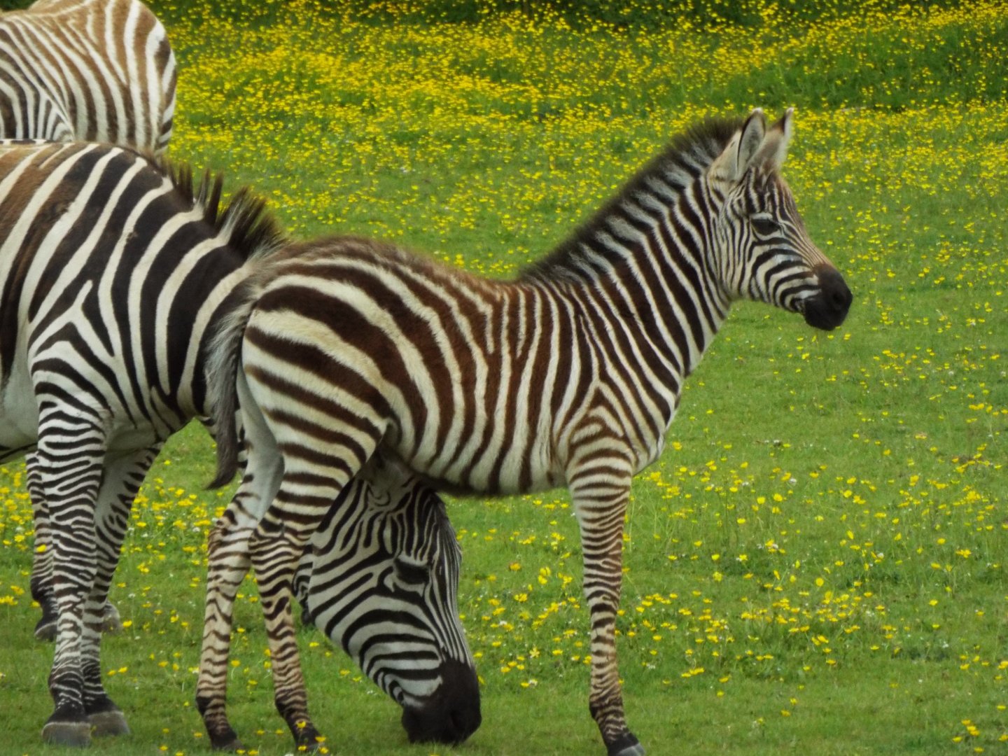Zebra Foal, NAZF