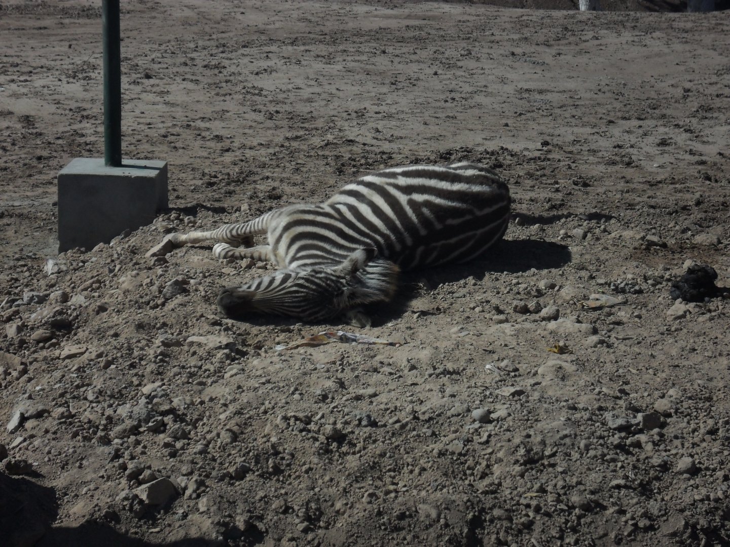 Zebra foal - Peshawar zoo 17/2/2018