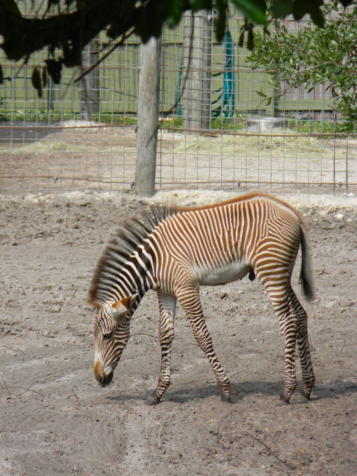 Zebra Foal