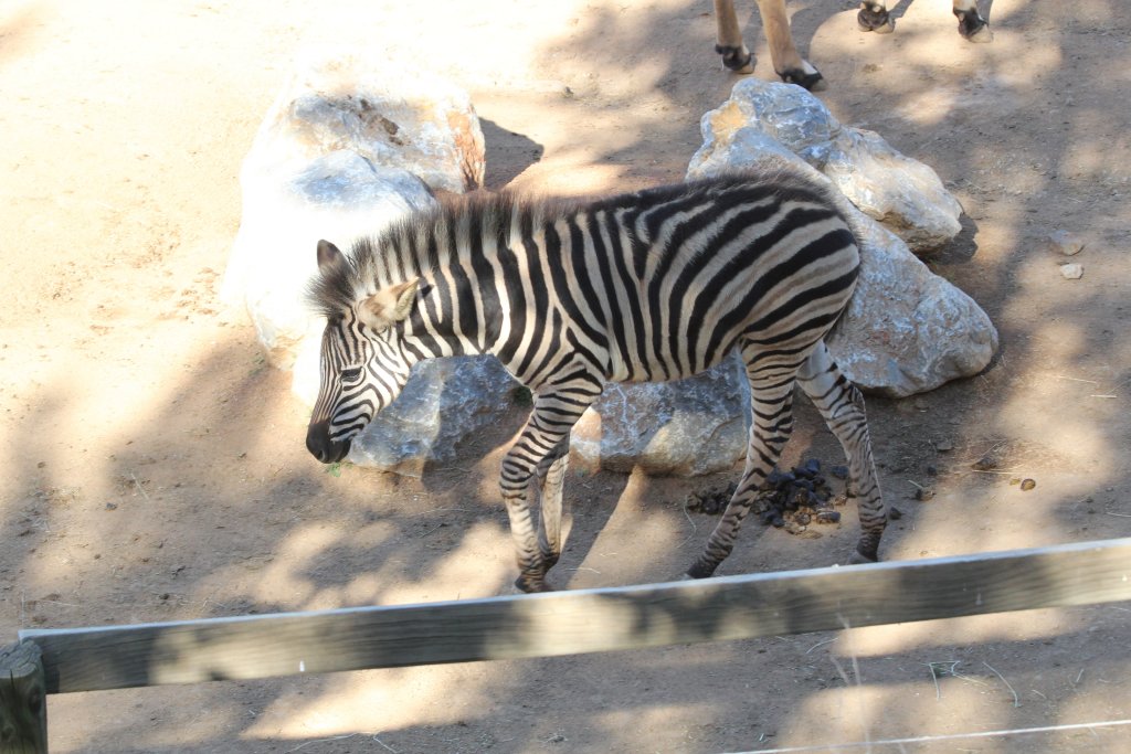 Zebra Foal