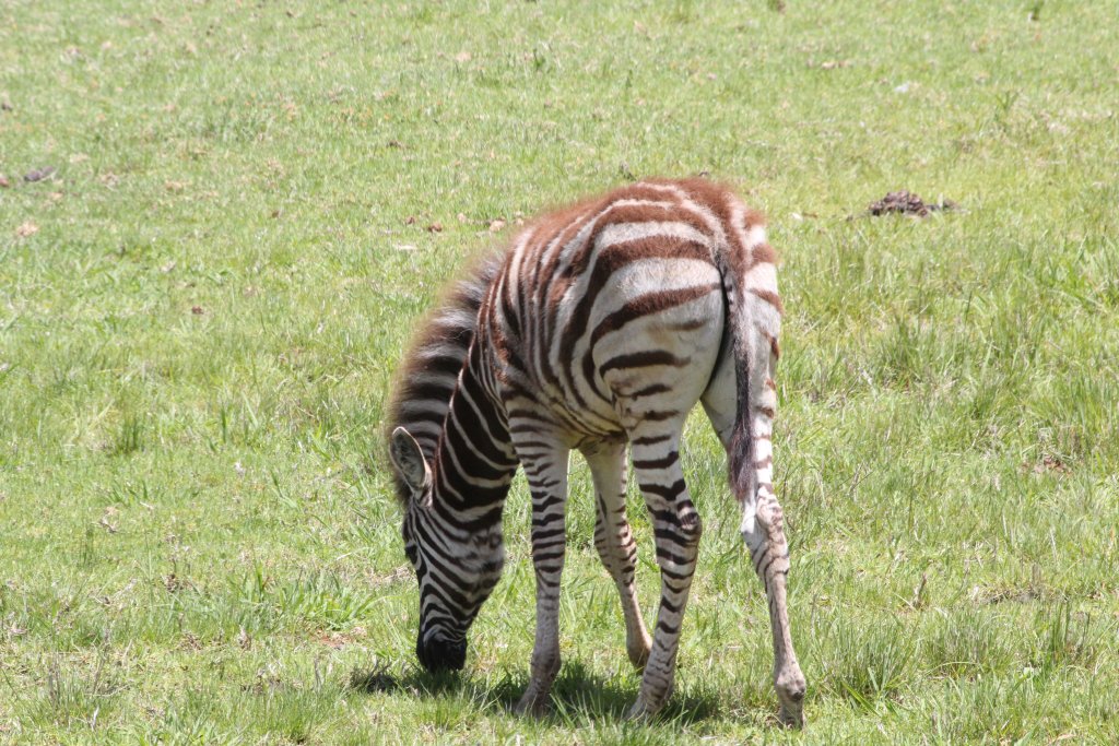 Zebra foal