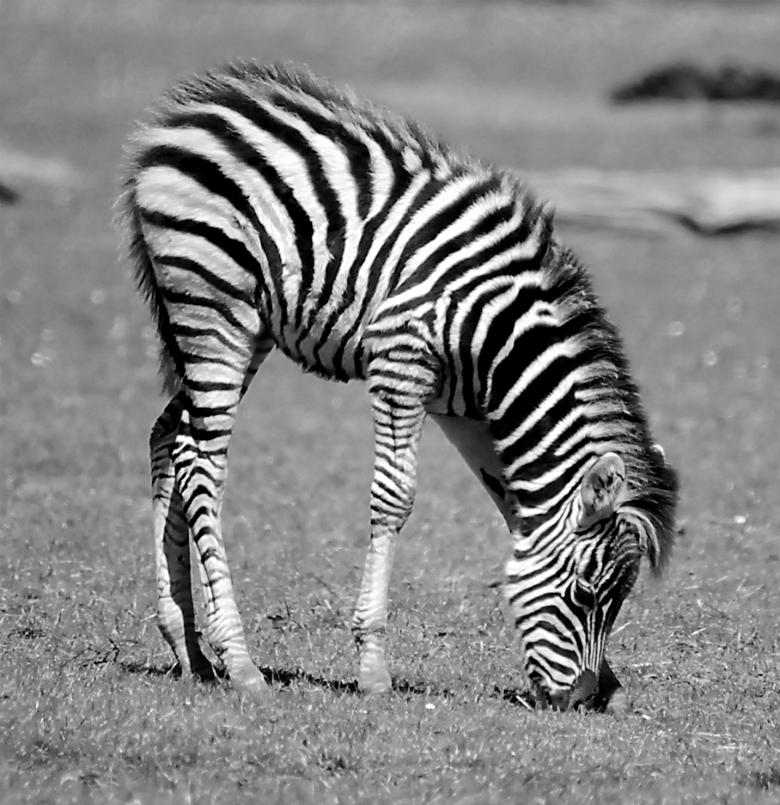 zebra foal